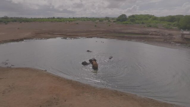 Aerial view of elephants bathing in water pool