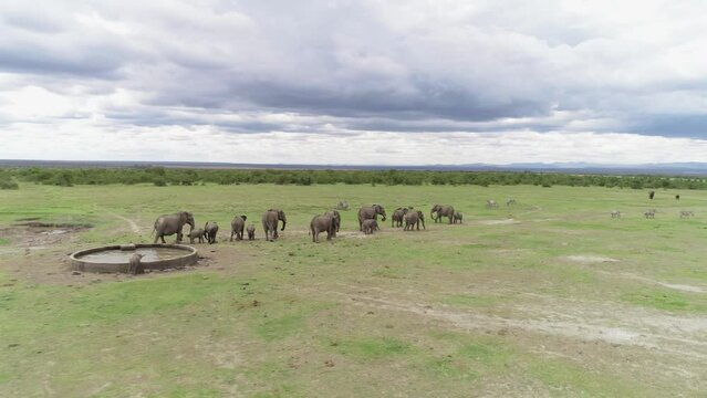 Aerial view of Elephant herd walking