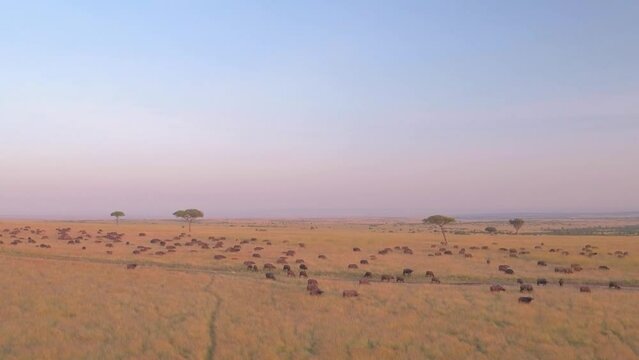 Drone shot of buffalos grazing over grassland Masai Mara Kenya