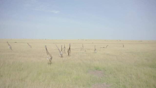 Drone shot of herd of Giraffes in Masai Mara