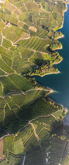 Apple Orchards growing around the Lago di Santa Giustina at the Castello di Cles in the Province of...