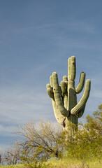 Arizona Saguaro cactus in the Salt River management area near Scottsdale Arizona United States