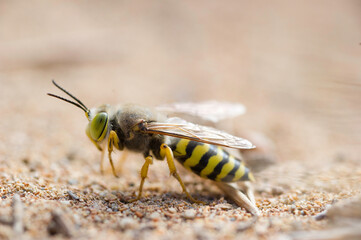 Sand wasp (Bembix rostrata) digging its burrow, Sardinia, Italy