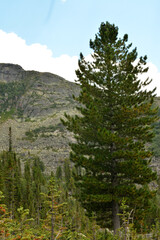 A tall pine tree blocks the cloudy summer sky against the backdrop of a high rocky mountain.