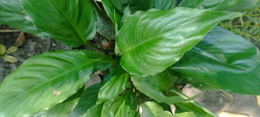green leave tropical forest plant, spathiphyllum cannifolium commonly known as Peace lilies