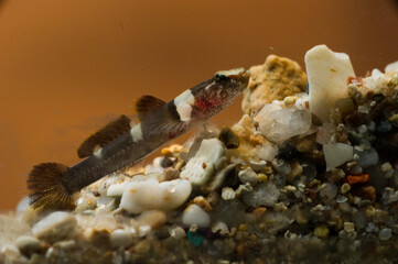 Splechtna's goby fish - DIDOGOBIUS SPLECHTNAI, Alghero, Sardinia, Italygobius