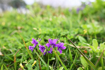 雑草の中で花咲くスミレ