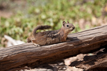 squirrel in the park