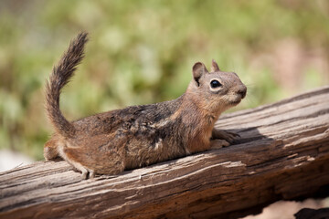 chipmunk on the ground Squirrel tail is a brown squirrel 