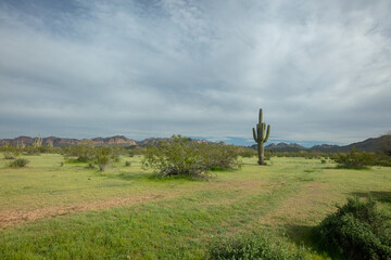 Solitary Saguaro cactus in the Salt River management area near Scottsdale Mesa Phoenix Arizona United States