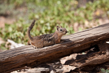 squirrel on a tree He eats hazelnuts and almonds 