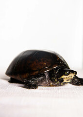 eastern musk turtle on a white background