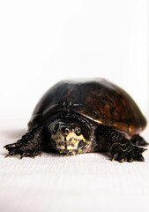 eastern musk turtle on a white background