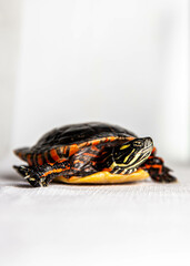 painted turtle on a white background