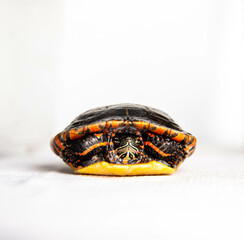 painted turtle on white background