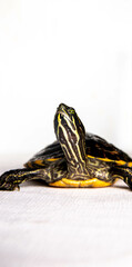 yellow-bellied slider turtle on a white background