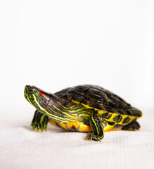 red-eared slider turtle on a white background