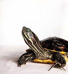 yellow-bellied slider turtle on a white background