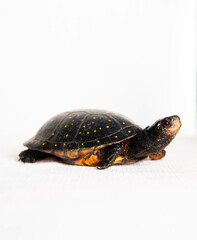 Spotted Turtle isolated on white background