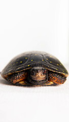 Spotted Turtle isolated on white background