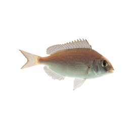 Scup fish isolated on white background