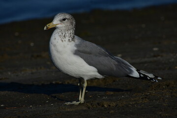 ring billed gull