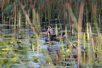 Wood Duck