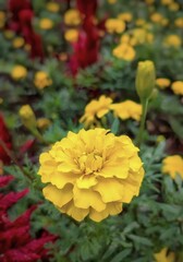 Yellow marigold flowers, also called tagetes erecta flowers blooming in the park. Close up photo of a beautiful flower