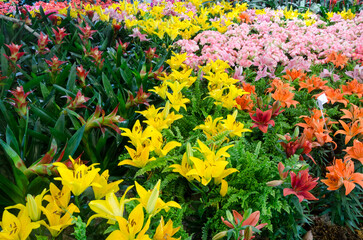 field of tulips