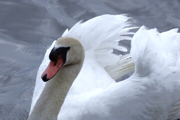 Majestic Swan Close-Up