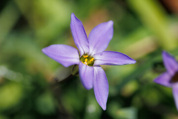 紫色のハナニラ