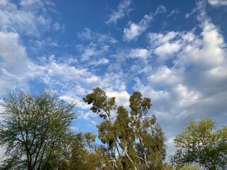 sky and trees