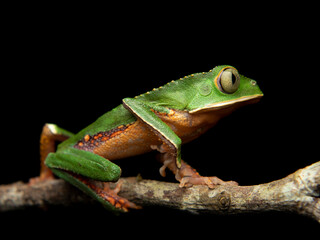Phyllomedusa vaillantii
