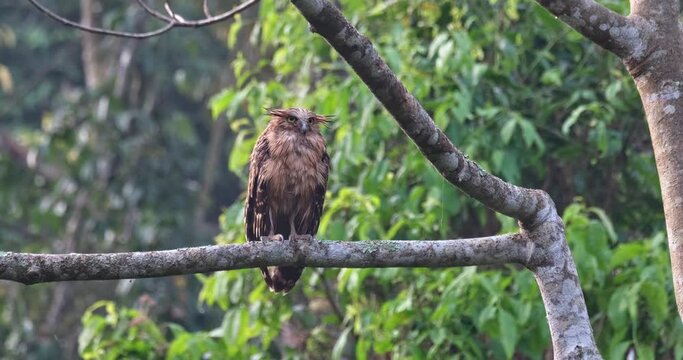 camera slides to the left while zooming out as this owl looks forward, Buffy Fish-Owl Ketupa ketupu, Juvenile, Thailand