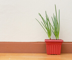 growing green onion in the plastic pot