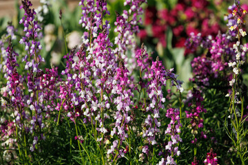 紫と白のヒメキンギョソウリナリア　ヒメキンギョソウ