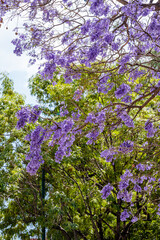 pink flowers in the park. Mexico city. 