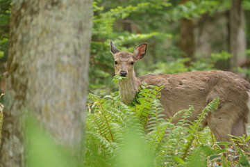 初夏の釧路湿原新芽を食べる雄エゾシカ