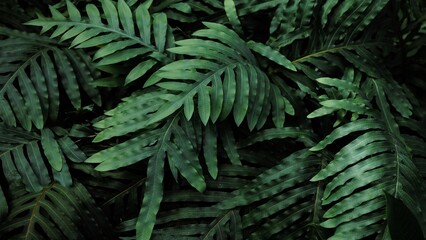 green fern background - obrazy, fototapety, plakaty