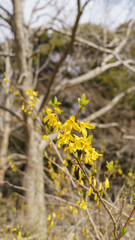 レンギョウの花