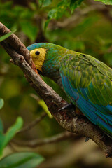 guacamayo de vientre rojo