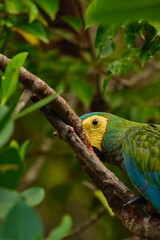 guacamayo de vientre rojo
