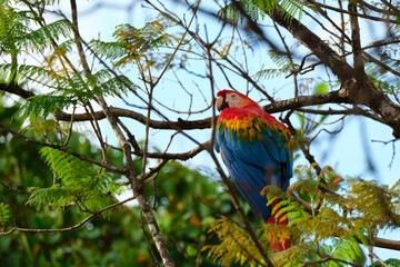 Guacamayo rojo de suramerica