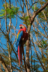 Guacamayo rojo de suramerica