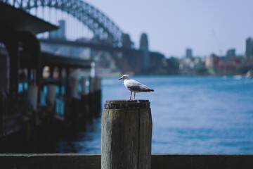 A Taste of Sydney - Sydney Harbor Bridge