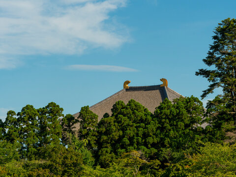 春日の園地から見る東大寺大仏殿の屋根