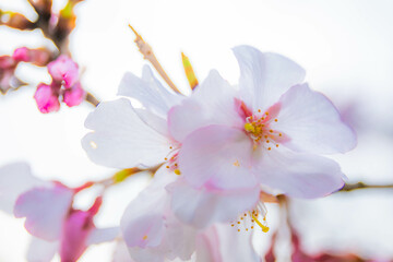 Fototapeta premium サクラ