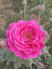 pink rose bush