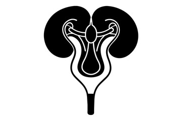 uterus, ureter, urethra silhouette vector illustration