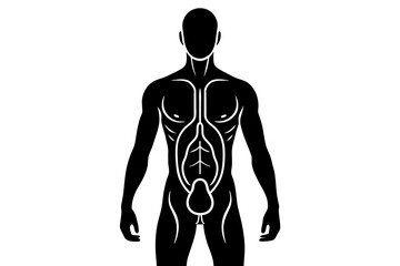 testes in male silhouette vector illustration